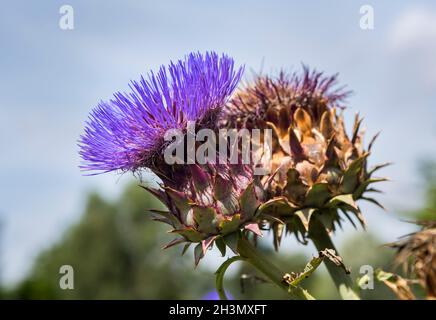 Giant thistle, Cardoon, ornamental Artichoke, very popular with bees in the Summer, the plants reach 8ft tall. Cynara cardunculus. Close up. Stock Photo