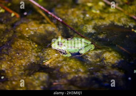 Marsh frog (Pelophylax ridibundus) an introduced non-native species, in a pond at the British Wildlife Centre in Newchapel, Surrey, south-east England Stock Photo