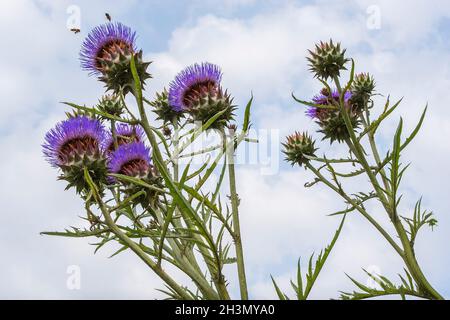 Close up of Giant thistle, Cardoon, ornamental Artichoke, very popular with bees in the Summer. Cynara cardunculus. Bee captured in-flight. Stock Photo