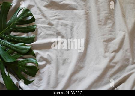 Monstera leaves on the bed at home, scandinavian styled bedroom, space for text Stock Photo