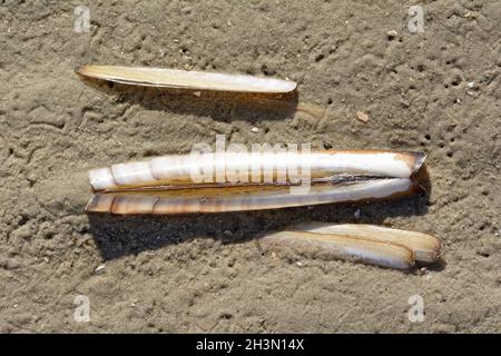 Atlantic Jackknife Clam (Ensis directus),North Sea,North Frisia,Eiderstedt Peninsula,Schleswig-Holst Stock Photo