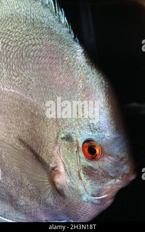 Blue cobalt discus (Symphysodon aequifasciatus) Stock Photo
