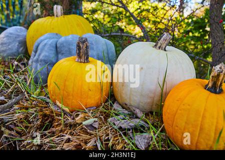 Row of fall pumpkins on bales of hay Stock Photo