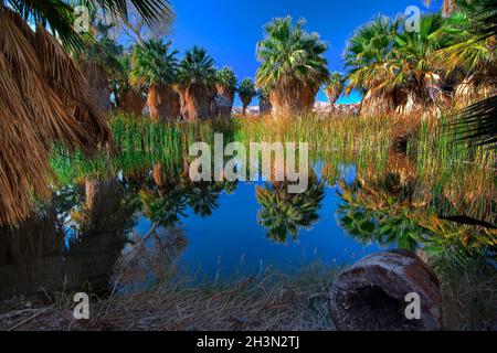 Simone Pond, McCallum Pond, Thousand Palms Oasis, Coachella Valley Preserve, California Stock Photo