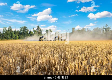 Harvesters in a wheat field Stock Photo