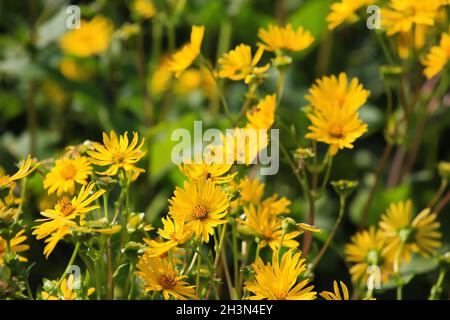 Jerusalem artichoke on the field Stock Photo