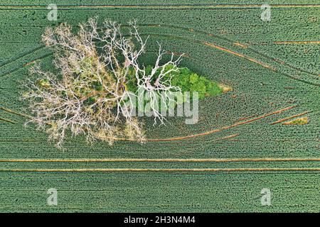 Dead tree from above Stock Photo