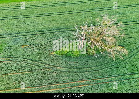 Dead tree from above Stock Photo
