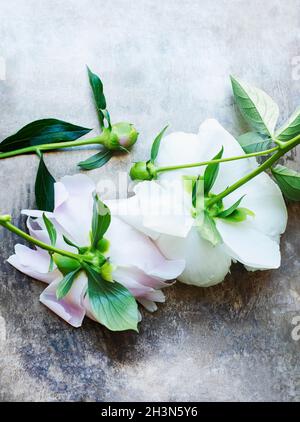 Studio shot of white peonies on stone surface Stock Photo