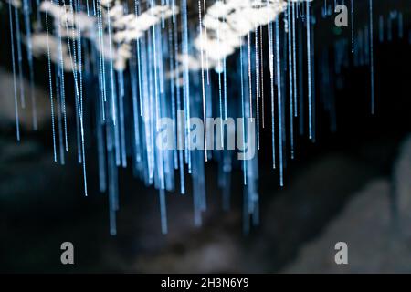 Glowworm cave in New Zealand with glow worms Stock Photo