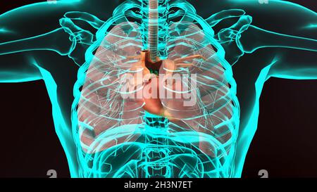 human heart. realistic image isolated, Correct anatomical heart with venous  system, 3d render Stock Photo - Alamy