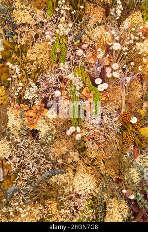 Texture wall of fall plants and flowers Stock Photo