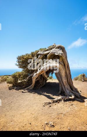 Juniper tree bent by wind. Famous landmark in El Hierro, Canary Islands Stock Photo