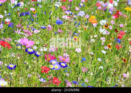 Colorful flower meadow in the primary color green with different wild flowers. Stock Photo