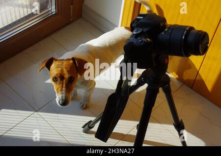 A very curious Jack Russell dog is found near the camera on the tripod Stock Photo