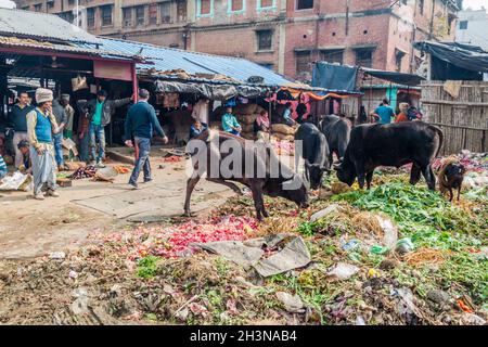 LUCKNOW, INDIA - FEBRUARY 3, 2017: Cows eating rubbish at a vegetable market in Lucknow, Uttar Pradesh state, India Stock Photo