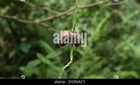 Two aerial tubers of a Purple Yam vine hanging on opposite to each other Stock Photo