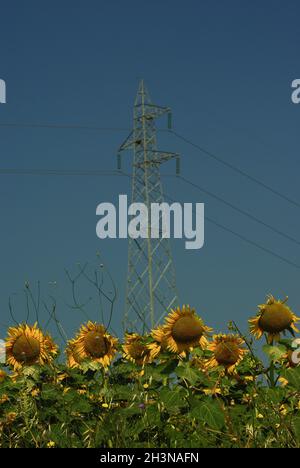 Some sunflowers in a field, in the background a high voltage pylon Stock Photo