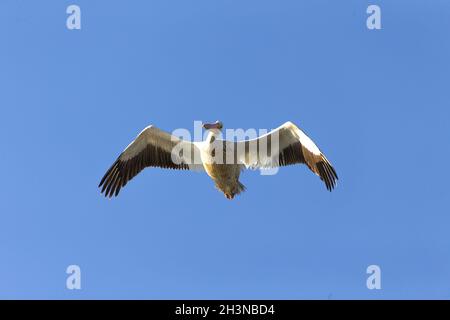 The white American pelican in flight Stock Photo