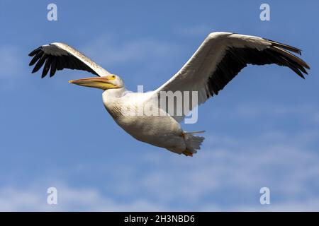 The white American pelican in flight Stock Photo