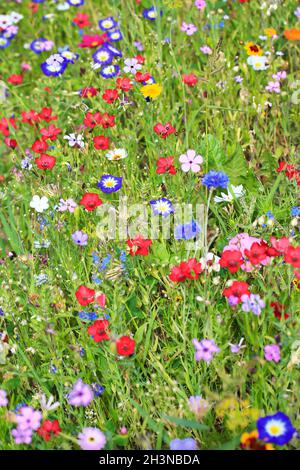 Colorful flower meadow in the primary color green with different wild flowers. Stock Photo