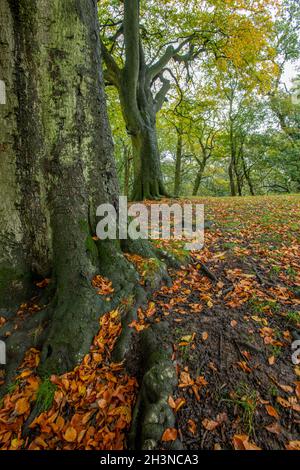 forest floor scattered carpeted with autumn leaves in a colourful seasonal display. autumn leaves on woodland floor, colourful autumnal seasonal leafy. Stock Photo