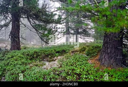 A pine tree in the woods. large conifer. Stock Photo