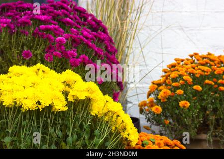 Beautiful bouquets of colorful potted chrysanthemums against white wall. Picturesque fall mums in backyard garden. Yellow, lilac, orange flowers. Flor Stock Photo