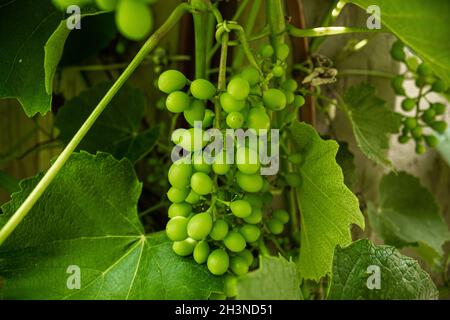 Bunch of still developing unripe grapes on vine Stock Photo