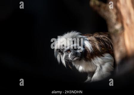 a lion's head monkey looks curiously out from behind a tree Stock Photo