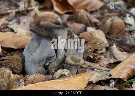 Edible mushroom Craterellus cornucopioides in beech forest. Known as black chanterelle or black trumpet. Wild dark mushrooms growing in the leaves. Stock Photo