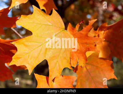 Reds, oranges, and golds of maple tree leaves on an autunm day. Stock Photo