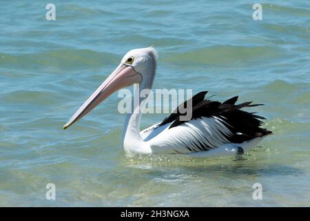 Australian Pelican, Pelecanus conspicillatus, drifting on blue water of ocean in Queensland. Stock Photo