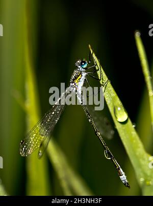 Drops of water on leaves of grass. Dew on green grass. Stock Photo