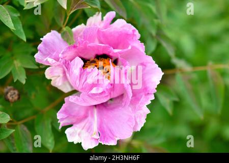 Close-up of pink peony flower against green leaves background Stock Photo