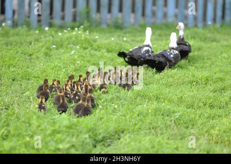 Ducks walk with ducklings on the green grass in the village in summer Stock Photo