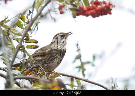 A redwing bird, Turdus iliacu, eating berries from a bush during Autumn season Stock Photo