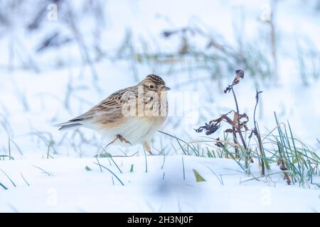 Closeup of a Eurasian skylark, Alauda arvensis, foraging in snow, beautiful cold Winter setting Stock Photo