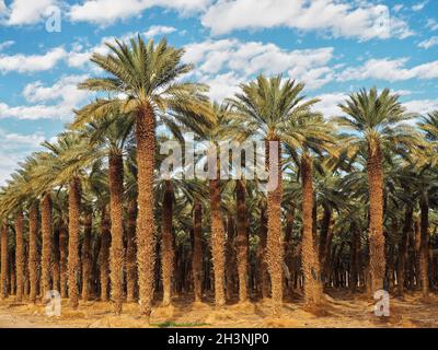 Palm trees plantation - looks like regular tropical forest - in desert, clouds above Stock Photo