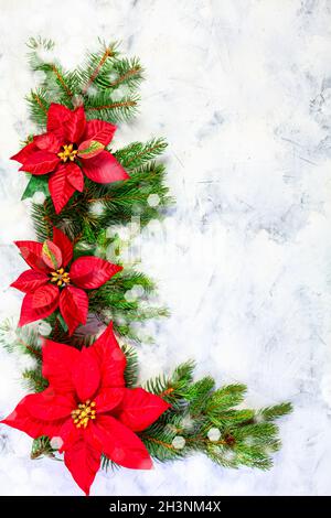 Christmas poinsettia flower with fir branches. Stock Photo