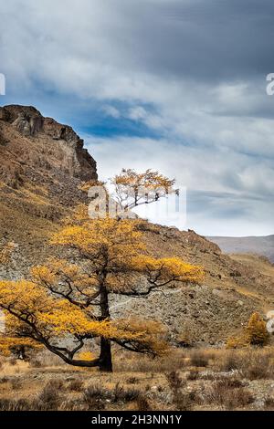 Coniferous trees in Altai Mountains. Landscape of forests and mountains. Stock Photo