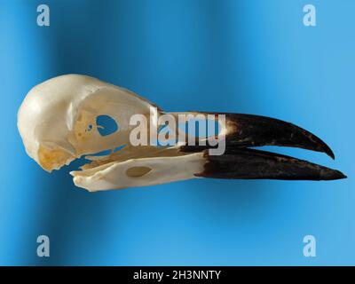 Side view of a crow skull with open beak on a blue background Stock Photo