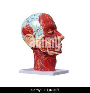 Anatomical artificial model of head in cometology clinic. Maquette of face for doctor use. Isolated on white background Stock Photo