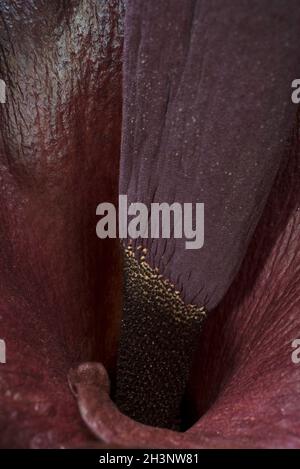 Flower of Amorphophallus konjac Stock Photo