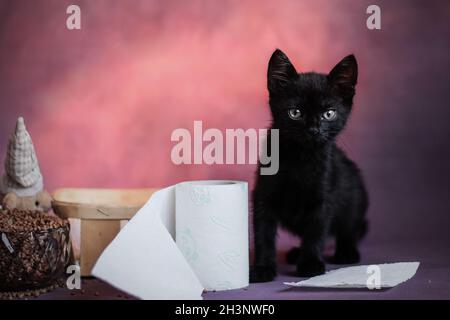Black kitten on a dark abstract background close-up with toilet paper. Halloween. Stock Photo