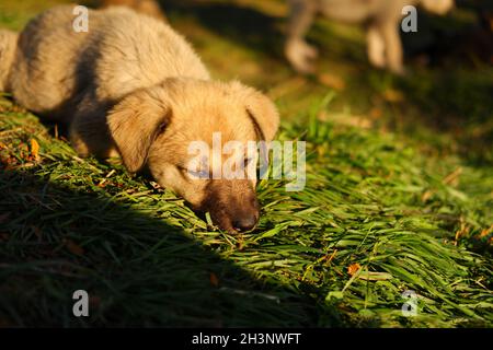 Small puppy dog lying on grass with sun on head outdoor Stock Photo