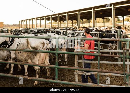Male farmer working on a countryside farm with dairy cows. Stock Photo