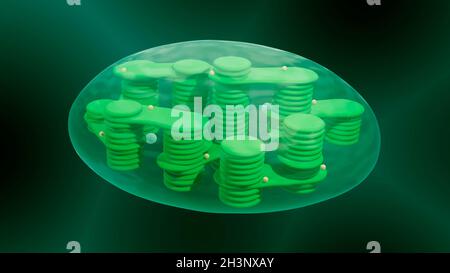Chloroplast anatomy, illustration Stock Photo - Alamy