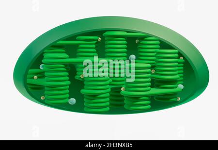 Chloroplast anatomy, illustration Stock Photo - Alamy