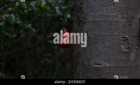 2 figs on the tree on Magnetic Island Stock Photo